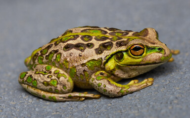 A green and brown frog closeup , Western Australian