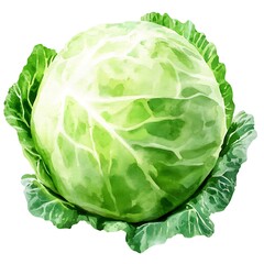 Watercolor painting of a whole head of green cabbage isolated on white background.