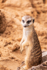 Fototapeta premium Meerkat, Suricata suricatta, on hind legs. Portrait of meerkat standing on hind legs with alert expression. Portrait of a funny meerkat sitting on its hind legs.