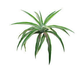 air plant close up photography on transparent background, A Top-Down View of Vibrant Green Leaves...