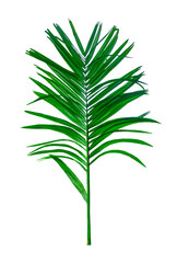 green palm tree branch isolated on white background, A Green Betel nut tree branch on transparent background, a palm tree with leaves on a transparent background