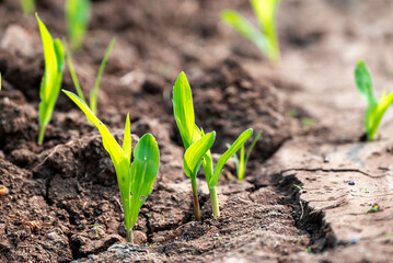 corn new sprout, new corn crop in the field in spring, corn plants germinate grow in a field