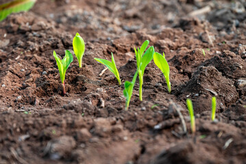 corn new sprout, new corn crop in the field in spring, corn plants germinate grow in a field