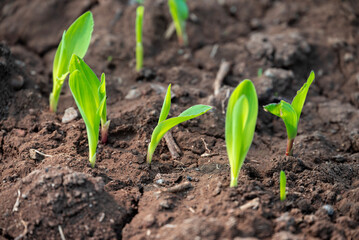 corn new sprout, new corn crop in the field in spring, corn plants germinate grow in a field