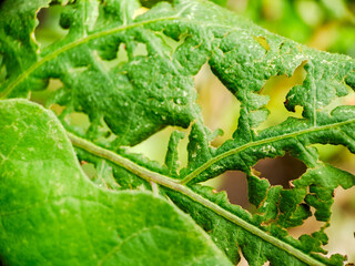 image of a plant leaf showing signs of insect damage. The leaf is riddled with holes and blemishes, highlighting the impact of pests on plant health