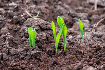 corn new sprout, new corn crop in the field in spring, corn plants germinate grow in a field