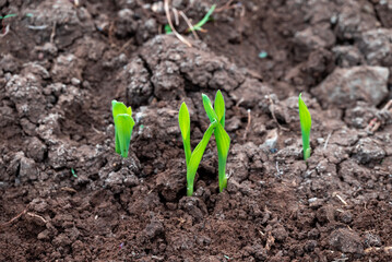 corn new sprout, new corn crop in the field in spring, corn plants germinate grow in a field