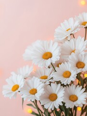 Obraz premium Close-up view of beautiful white daisies in bloom with soft pink background - nature's bright elegance