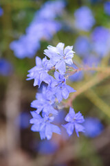 Delicate clusters of light blue flowers with soft petals, surrounded by blurred greenery. The flowers appear fresh and natural, adding a peaceful charm to the image with their serene hues