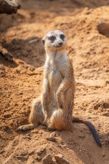 Fototapeta premium Meerkat, Suricata suricatta, on hind legs. Portrait of meerkat standing on hind legs with alert expression. Portrait of a funny meerkat sitting on its hind legs.