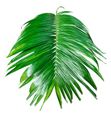 A Green Betel nut tree branch  isolated, palm leaf on transparent background, green palm tree...