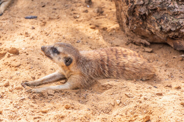 Meerkat suricatta family wildlife picture.