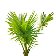 palm plant isolated on white, A fan palm tree with leaves on a png background, palm tree on transparent background, palmyra  fruit plant image, 