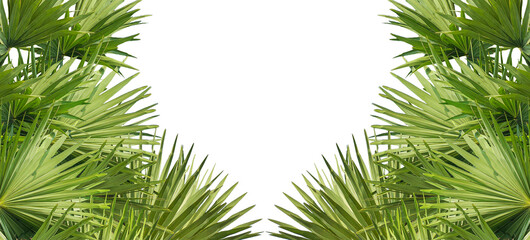 A image of Palm tree Frame perfect for design, nature-themed projects, or as a decorative element, Lush Green Fan palm tree Leaves Arranged for frame mockup on png background, The fan palm 