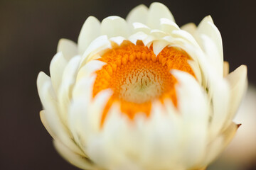 A creamy white flower with vivid orange accents at its core, surrounded by delicately arranged...