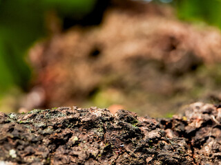 A macro shot capturing the intricate details of moss thriving on a tree trunk. The contrast between the rough bark and the soft, green moss creates a visually appealing composition