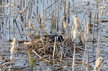A Red-necked grebe (Podiceps grisegena)nesting among tall reeds. A mother bird tending her nest, peaceful mood, close-up shot, eye-level view, wetland habitat, concept of nature and wildlife care.