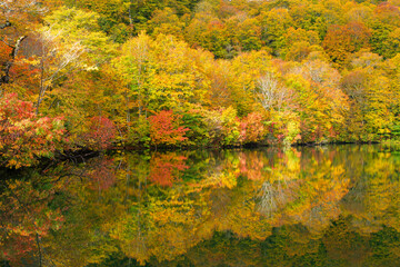 Fototapeta premium 鎌池の映り込み