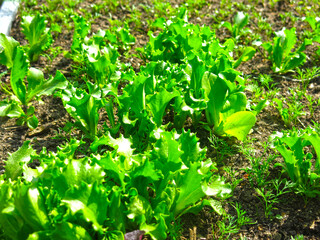 green lettuce grows in the garden in spring