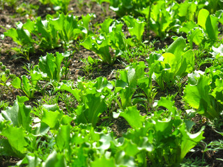 green lettuce grows in the garden in spring