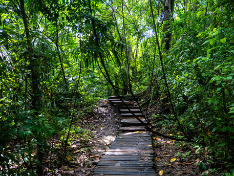 Rainforest in the Tayrona National Park (Parque Nacional Natural Tayrona) in Colombia.