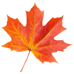 Stunning Autumn Maple Leaf Isolated for Seasonal Designs Transparent PNG Background.