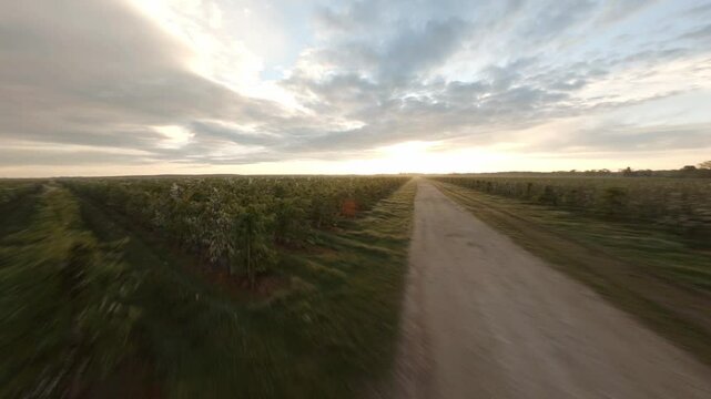 Wideangle FPV droneshot of a green field while sunset.