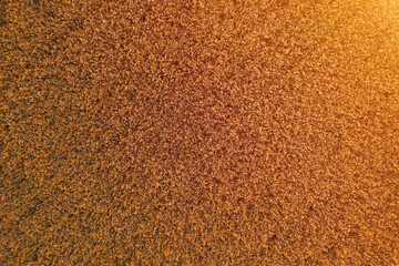 Golden ears of wheat ripening in the summer field