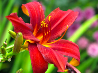 bright red lily in the garden