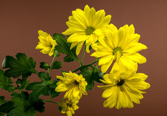 Close-up of Bright Yellow Chrysanthemum Copa Flowers