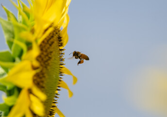 満開のひまわりとミツバチ	