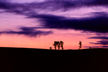 夕景のポプラ並木（美瑛町）