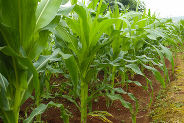 corn plants in indonesian gardens