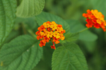 photo of flowers from lantana camara plant in indonesian garden