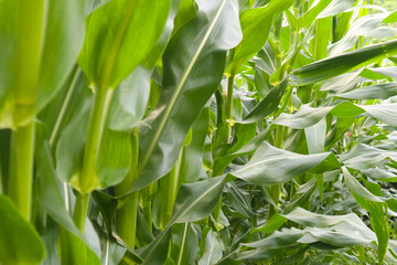 closeup photo of corn plants neatly lined up on an Indonesian plantation