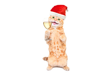 Meowing kitten Scottish Straight wearing a christmas hat with a glass of champagne in his hands standing isolated on a white background