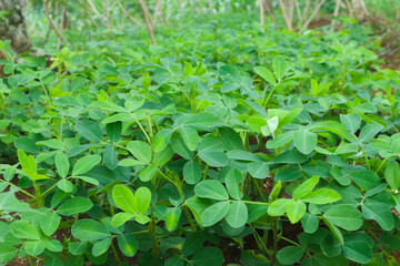 photo of peanut plants on a plantation