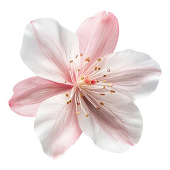 Fototapeta premium Delicate Flower Blossom, a single flower showcasing soft, intricate petals, ideal for graphic design and digital projects.