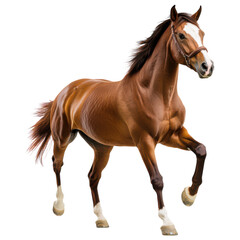 Obraz premium Eye-Catching Horse Image for Promotional Advertising Transparent PNG Background.