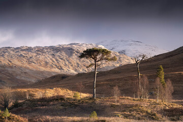 Scots pine tree in the highlands of Scotland.