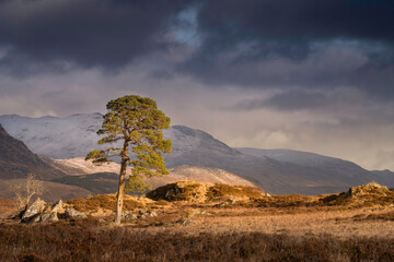 Scots pine tree in the mountains known as Glen Falloch, Scotland. Amazing image in high detail illuminated by the setting sun.