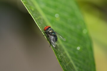 The House Fly (Musca domestica) is one of the most common and widely distributed insects in the world. Known for its association with human habitats, it thrives in urban, rural, and agricultural areas
