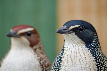 Fototapeta premium A close-up of two birds, one with black and white plumage and the other with brown and white