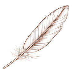 Elegant feather clipart design transparent background artistic illustration nature close-up view minimalist concept