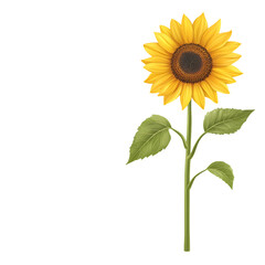 Obraz premium Sunflower clipart transparent floral design nature background graphic representation bright environment artistic viewpoint