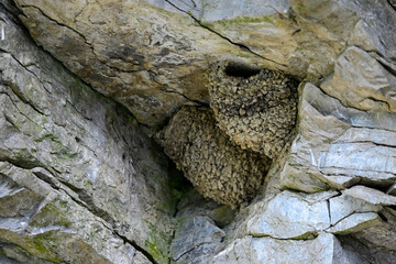 Naturnest der Mehlschwalbe (Delichon urbicum) in einer Felswand // Natural nest of the house martin...