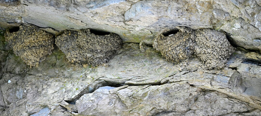 Naturnest der Mehlschwalbe (Delichon urbicum) in einer Felswand // Natural nest of the house martin (Delichon urbicum) in a rock face