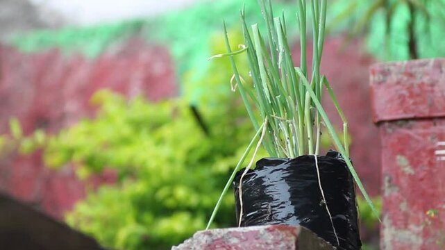 fresh green leek plants in polybag pots when exposed to rainwater