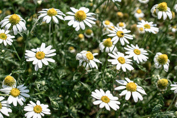 blooming chamomile in the field on a sunny day