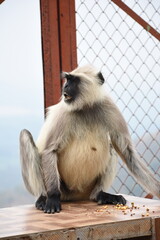 Semnopithecus is a genus of Old World monkeys native to the Indian subcontinent, with all species with the exception of two being commonly known as gray langurs. 